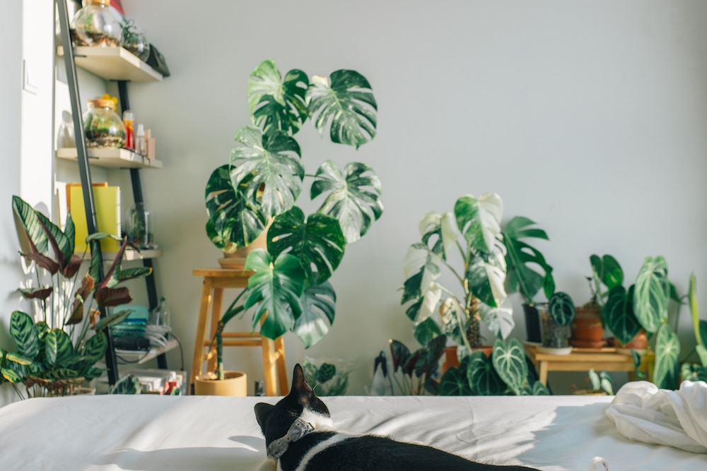 indoor air quality advises indoor plants with a cat looking on from a bed