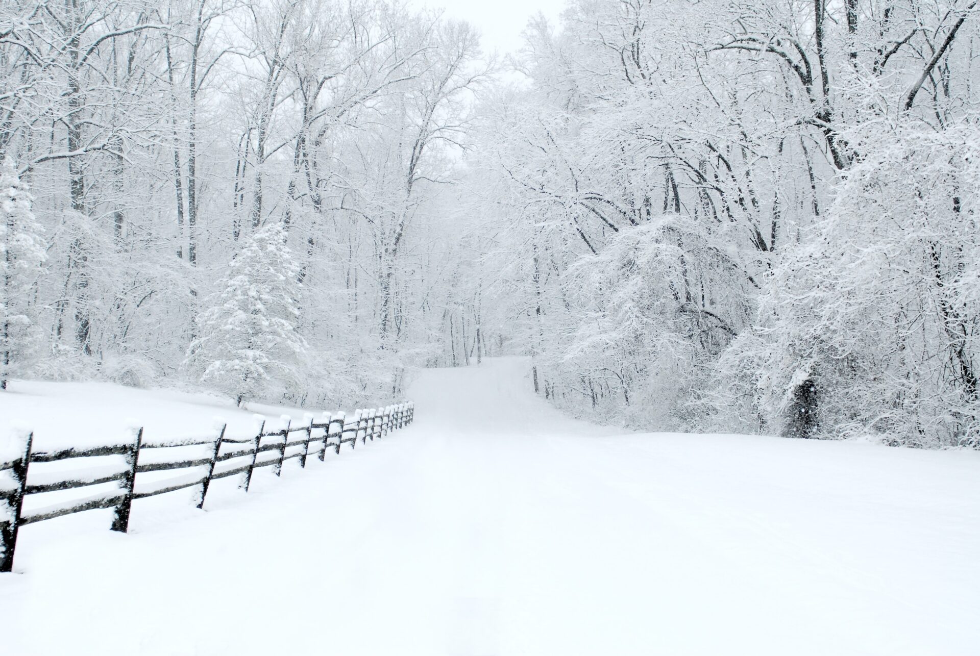 snow storm in Chester County by Annie Nyle on Unsplash